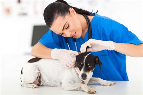 Salt House Vet Tech: Expert Care For Your Pet