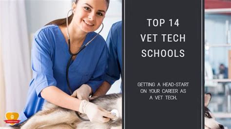 Top 5 Benefits Of Crcs Vet Tech Program