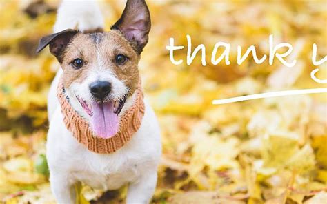 Vet Tech Appreciation Ideas To Show Your Gratitude