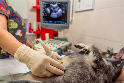 Veterinarian Ultrasound Tech For Pets Diagnostics